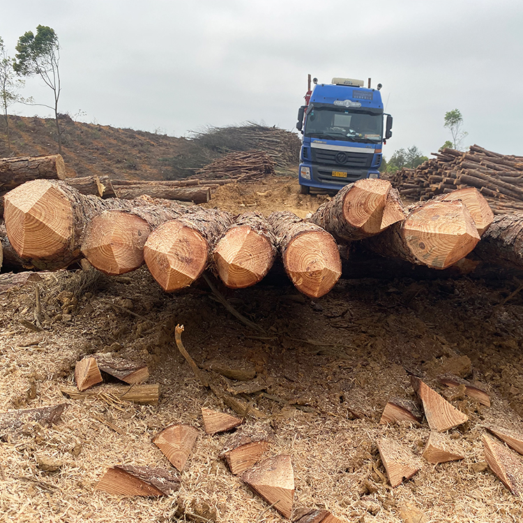 浙江松木樁哪里買-浙江木樁批發廠家