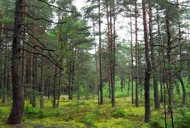 中國(guó)主要的松木產(chǎn)地有哪些,不同產(chǎn)地的松木有哪些區(qū)別