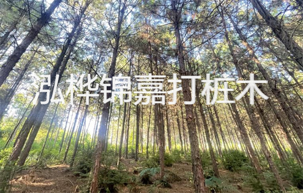 橡木板多少錢一張2公分？探索高品質橡木板的最佳選擇！