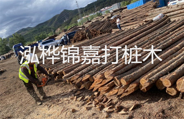 松木寄生價格多少錢一斤？！